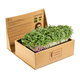 Sanjeev Kapoor - UGF Farms Grow To Eat Micro Greens Kit Spicy Mix For Indoor Outdoor Home And Garden | Ready To Eat In 7 To 10 Days!